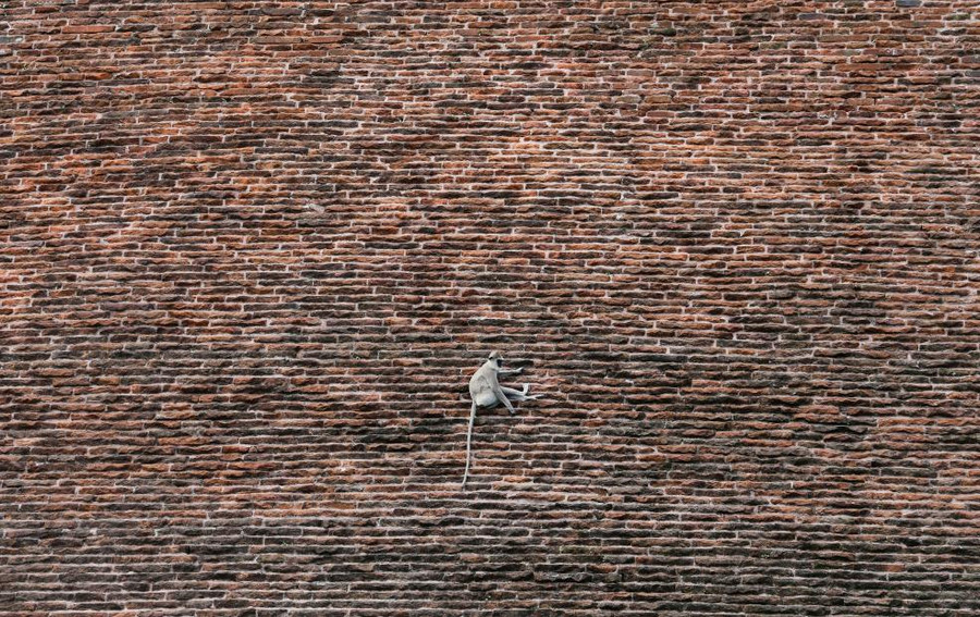 Một chú khỉ ngồi trên nóc tòa tháp ở Sri Lanka