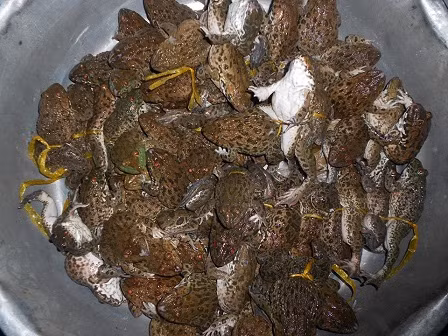 Thành quả một đêm soi ếch.