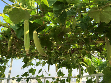 Cách trồng mướp, bí đao sai trĩu quả - kinh nghiệm từ chị em - Ảnh 2 Cach trong muop, bi dao sai triu qua - kinh nghiem tu chi em - Anh 2