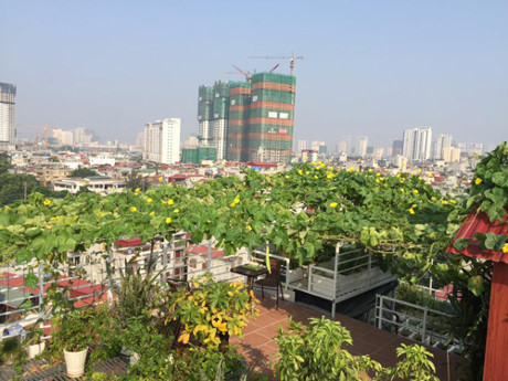Cách trồng mướp, bí đao sai trĩu quả - kinh nghiệm từ chị em - Ảnh 1 Cach trong muop, bi dao sai triu qua - kinh nghiem tu chi em - Anh 1