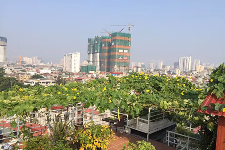 Cách trồng mướp, bí đao sai trĩu quả - kinh nghiệm từ chị em