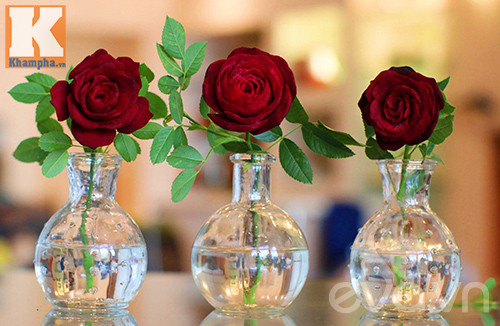 tia hoa hong nhung tu cu den dep nhu that! - 12