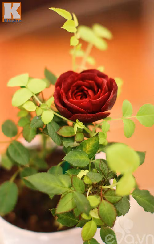 Tỉa hoa hồng nhung từ củ dền đẹp như thật! ảnh 11 tia hoa hong nhung tu cu den dep nhu that! - 11