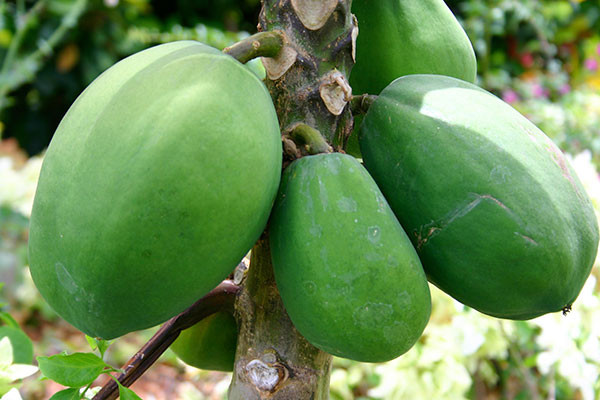 10 loại thực phẩm dễ gây sảy thai cho mẹ bầu