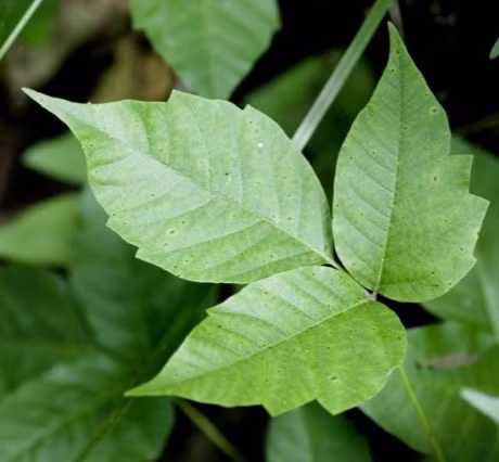 7 tac dung tuyet voi cua muoi giup vuon rau luon xanh tot - Anh 1