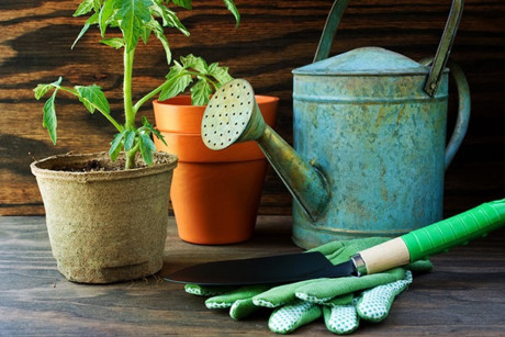 7 tác dụng tuyệt vời của muối giúp vườn rau luôn xanh tốt - Ảnh 4 7 tac dung tuyet voi cua muoi giup vuon rau luon xanh tot - Anh 4