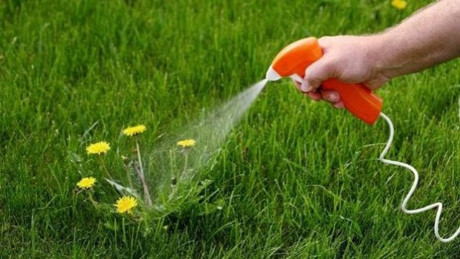 7 tác dụng tuyệt vời của muối giúp vườn rau luôn xanh tốt - Ảnh 2 7 tac dung tuyet voi cua muoi giup vuon rau luon xanh tot - Anh 2