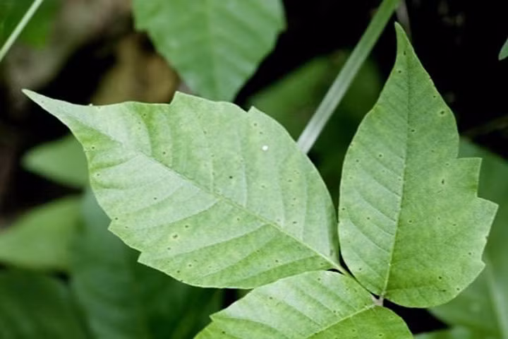 7 tác dụng tuyệt vời của muối giúp vườn rau luôn xanh tốt