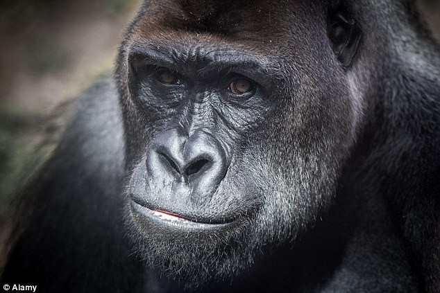 Khỉ đột chỉ được ngồi ở ghế trước. Khỉ đột chỉ được ngồi ở ghế trước.