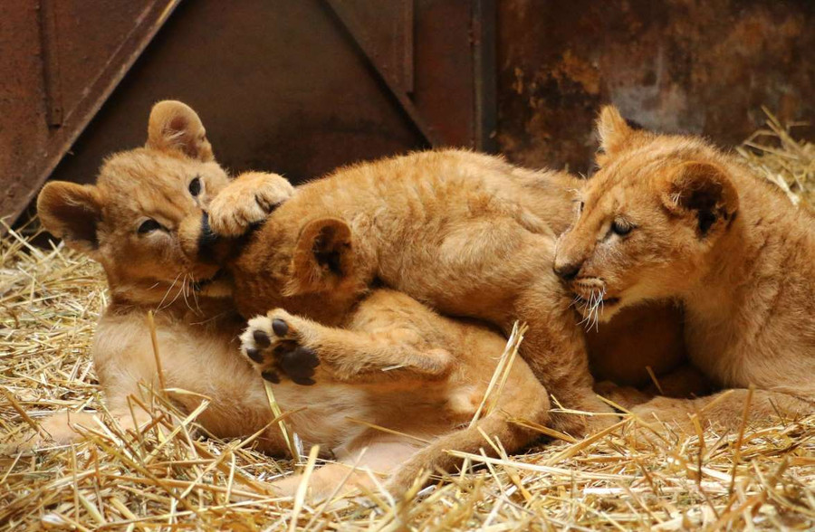 Khoảnh khắc “vô hại” của các mãnh thú lúc mới chào đời ảnh 7