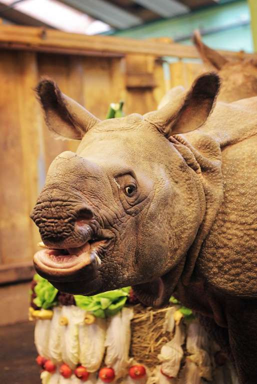 Khoảnh khắc “vô hại” của các mãnh thú lúc mới chào đời ảnh 10