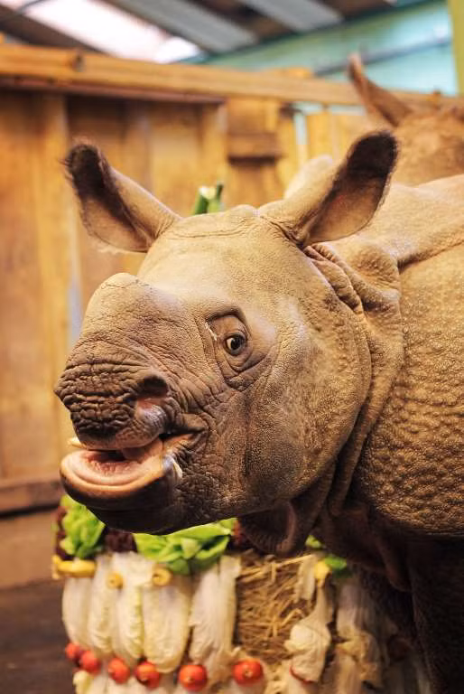 Khoảnh khắc “vô hại” của các mãnh thú lúc mới chào đời ảnh 10