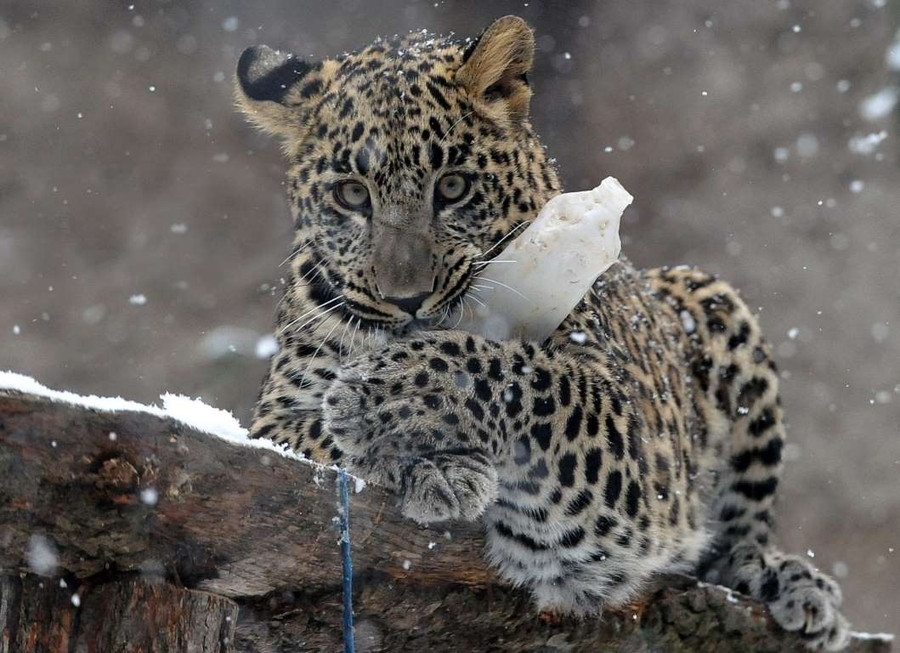 Khoảnh khắc “vô hại” của các mãnh thú lúc mới chào đời ảnh 6