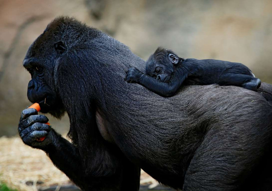 Khoảnh khắc “vô hại” của các mãnh thú lúc mới chào đời ảnh 4