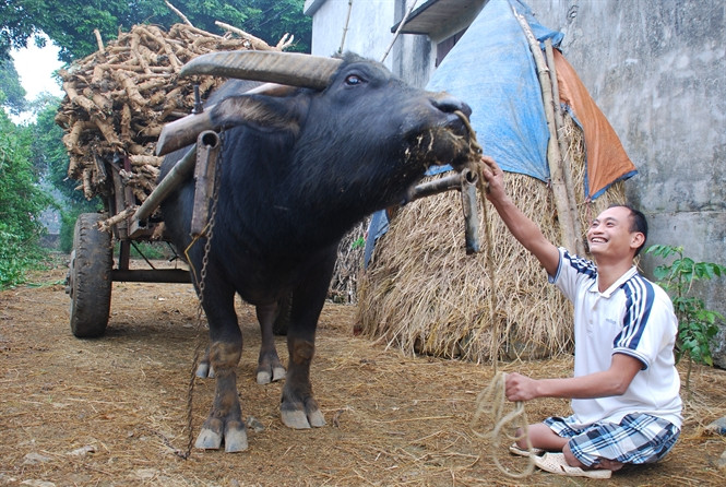 Nụ cười giữa chủ và trâu