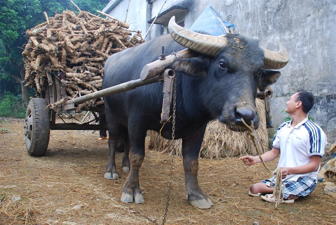 Tự ngoắc càng xe lên vai