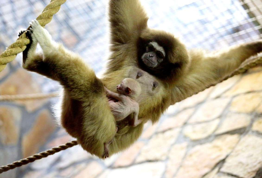 Khoảnh khắc “vô hại” của các mãnh thú lúc mới chào đời ảnh 2