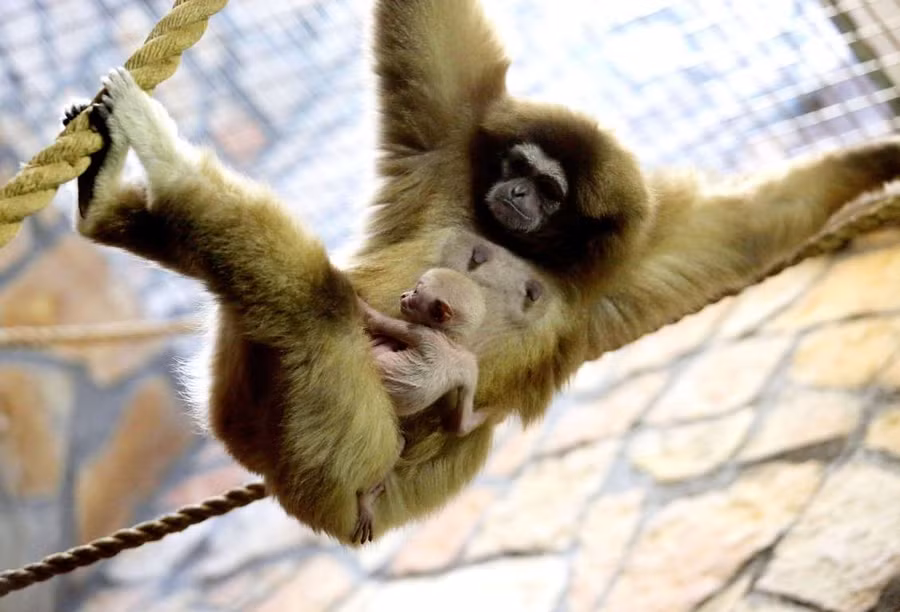 Khoảnh khắc “vô hại” của các mãnh thú lúc mới chào đời ảnh 2