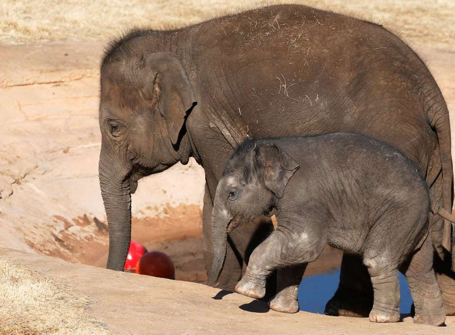 Khoảnh khắc “vô hại” của các mãnh thú lúc mới chào đời ảnh 13