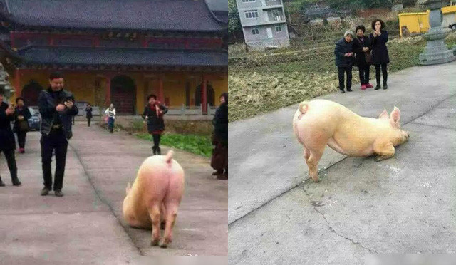 Chú lợn ở Trung Quốc quỳ vái trước cửa đền