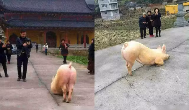Chú lợn ở Trung Quốc quỳ vái trước cửa đền