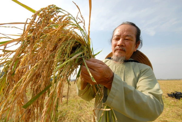 Lúa sắp tuyệt chủng hồi sinh trên vùng Bảy Núi 