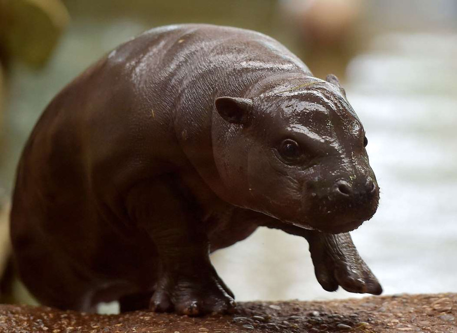 Khoảnh khắc “vô hại” của các mãnh thú lúc mới chào đời ảnh 11