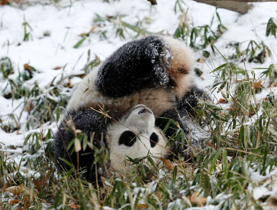 Khoảnh khắc “vô hại” của các mãnh thú lúc mới chào đời ảnh 14