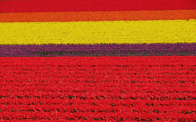 Ruộng bậc thang Việt Nam vào top 10 cảnh đẹp thế giới ảnh 5