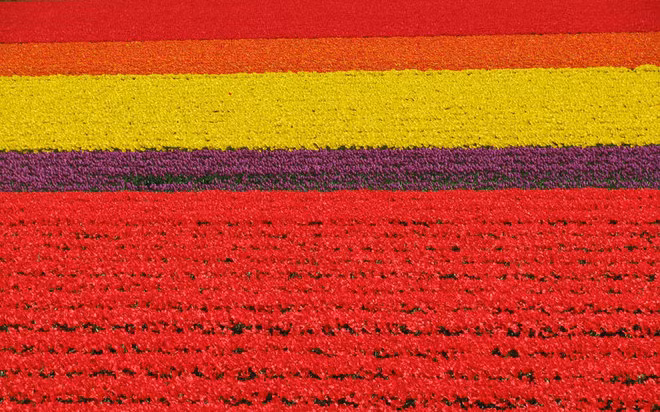 Ruộng bậc thang Việt Nam vào top 10 cảnh đẹp thế giới ảnh 5