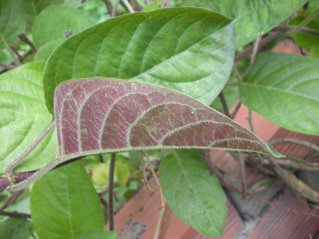 Lá mơ lông có thể giúp bạn tiêu hủy protein. lá mơ lông