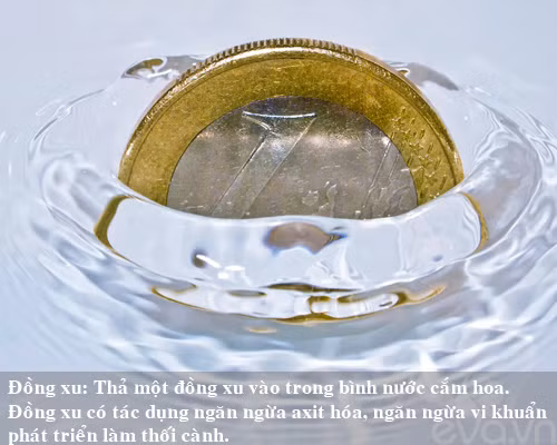 9 bi kip giu hoa tuoi lau me nen thu san - 2