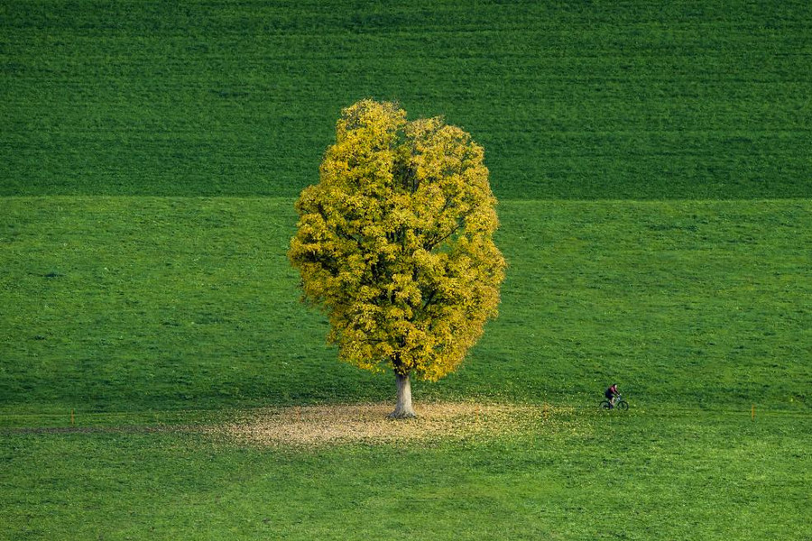 Một người đi xe đạp qua thảm cỏ xanh ở Renan, Thụy Sĩ Một người đi xe đạp qua thảm cỏ xanh ở Renan, Thụy Sĩ