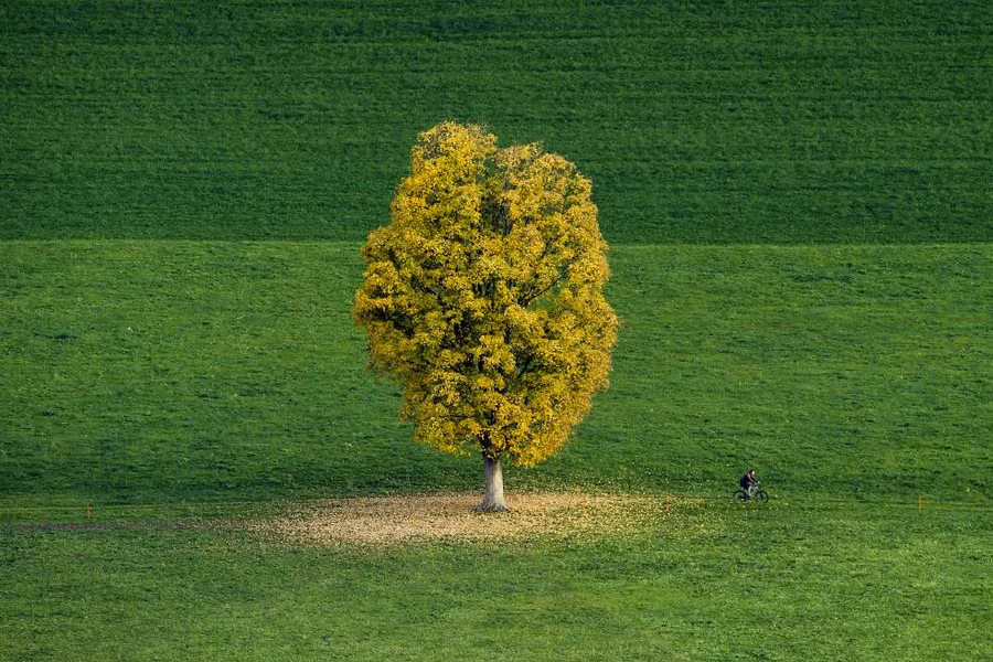 Một người đi xe đạp qua thảm cỏ xanh ở Renan, Thụy Sĩ