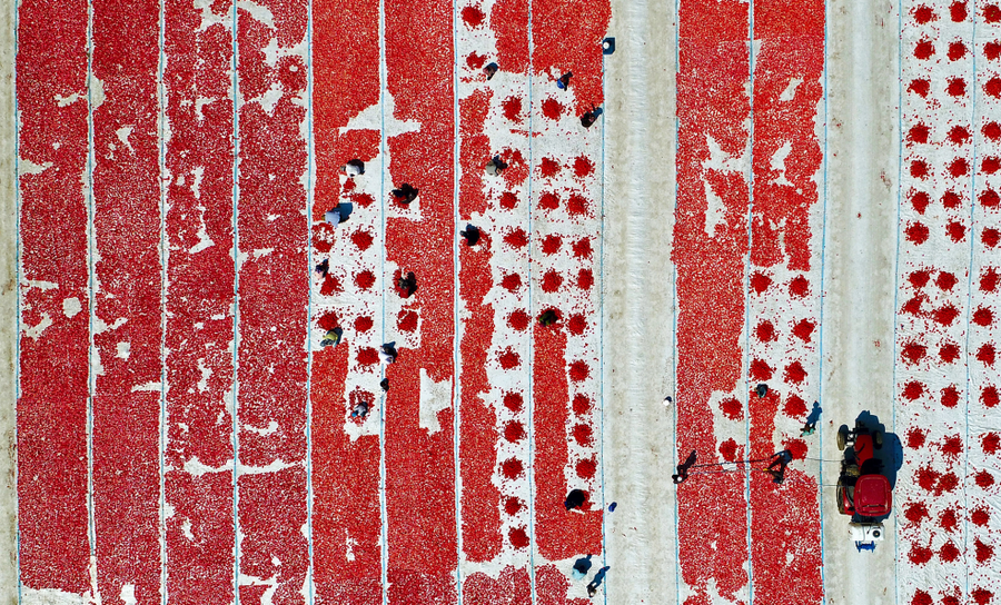 Những công nhân đang cắt và phơi cà chua dưới ánh nắng Mặt trời ở Izmir, Thổ Nhĩ Kỳ