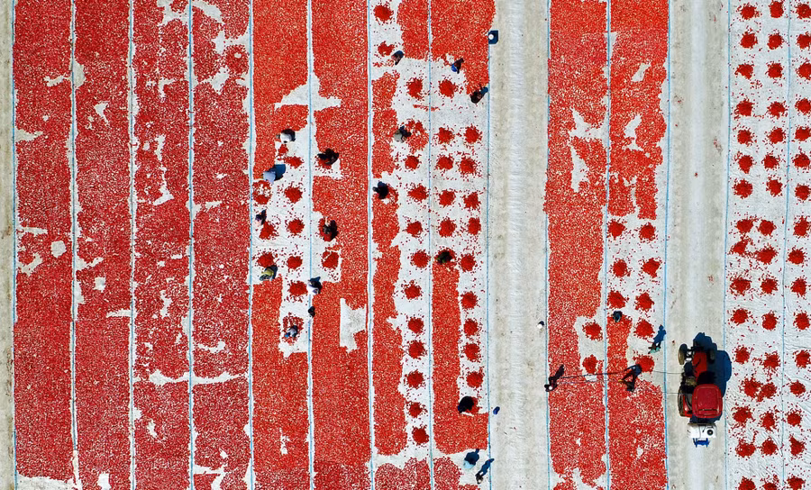 Những công nhân đang cắt và phơi cà chua dưới ánh nắng Mặt trời ở Izmir, Thổ Nhĩ Kỳ