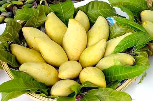 Cách chọn các loại xoài ngon đang vào mùa ít người để ý ảnh 4