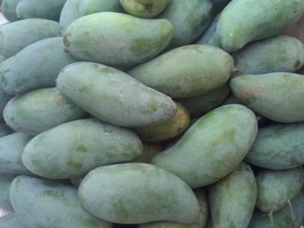 Cách chọn các loại xoài ngon đang vào mùa ít người để ý ảnh 3