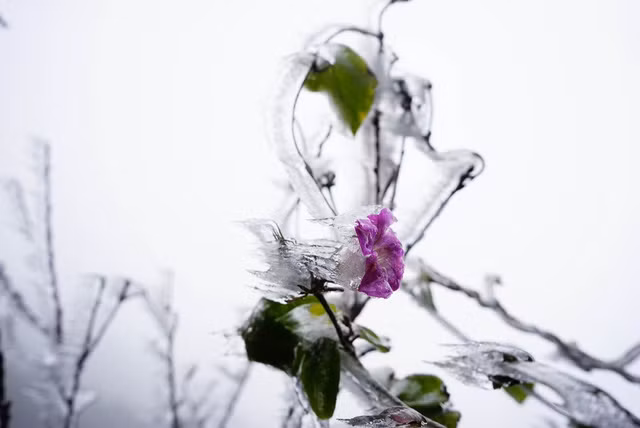 Băng giá phủ trắng vùng núi Lào Cai, Cao Bằng ảnh 7