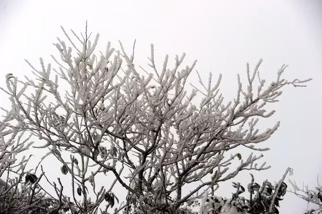 Băng giá phủ trắng vùng núi Lào Cai, Cao Bằng ảnh 18