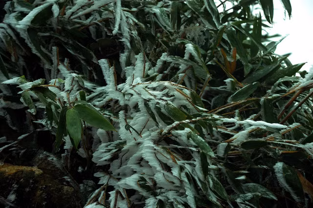 Băng giá phủ trắng vùng núi Lào Cai, Cao Bằng ảnh 22