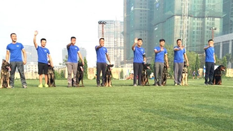 chó cưng, Phú Quốc, chó cưng, Phú Quốc,
