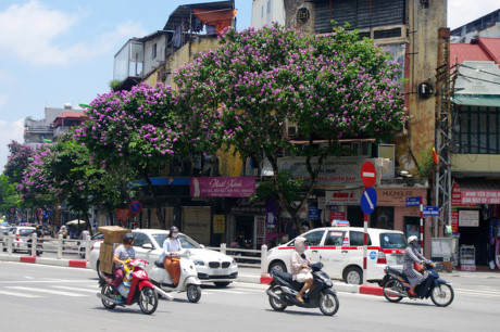 Mùa hoa tím trên khắp phố phường Hà Nội - Ảnh 4 Mua hoa tim tren khap pho phuong Ha Noi - Anh 4