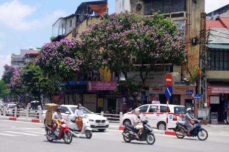Mua hoa tim tren khap pho phuong Ha Noi - Anh 4