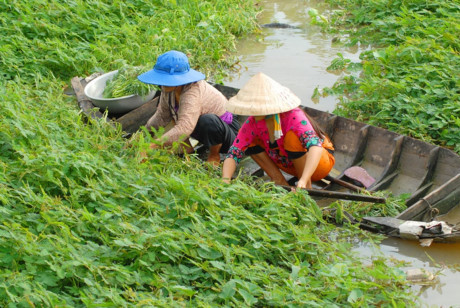 Hướng dẫn trồng và chăm sóc rau nhút - Ảnh 2 Huong dan trong va cham soc rau nhut - Anh 2
