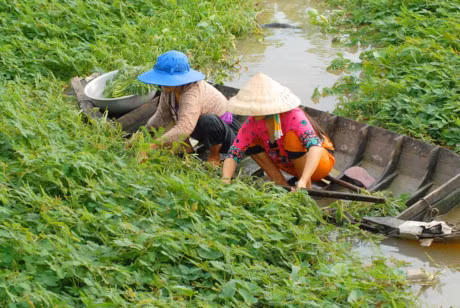 Huong dan trong va cham soc rau nhut - Anh 2