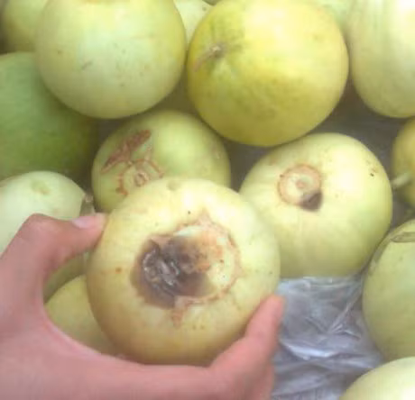 Nhung loai trai cay mua He nguy co 