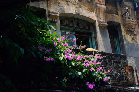 Mua hoa tim tren khap pho phuong Ha Noi - Anh 6