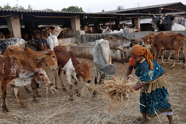 Lệnh hạn chế mua bán trâu, bò mới của Ấn Độ đang gây tranh cãi Ảnh: Reuters