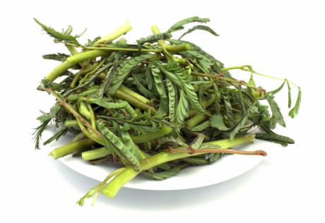 Hướng dẫn trồng và chăm sóc rau nhút - Ảnh 4 Huong dan trong va cham soc rau nhut - Anh 4